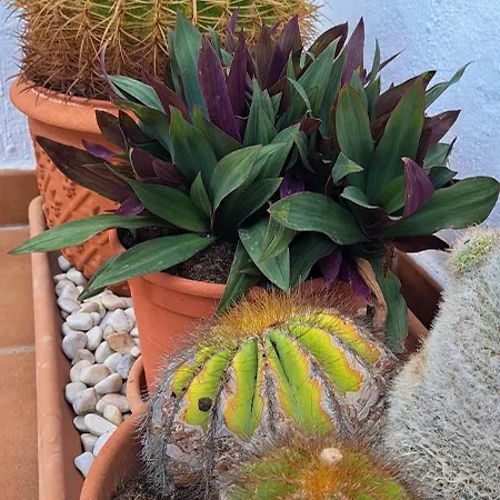 Lejlighed Casa Bohemia